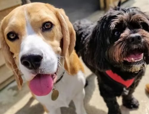 EDDC Q&A: Puppy Socialisation Worries