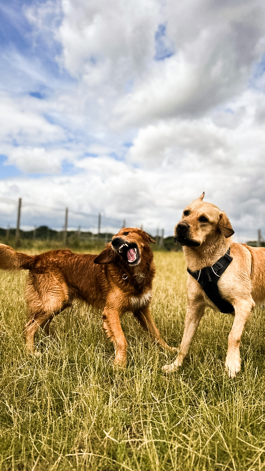 eddies-doggy-daycare-9